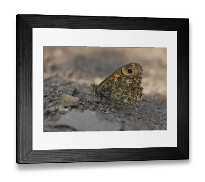 Framed Print : Wall fox (Lasiommata megera) in Hegyestue Framed Print : Wall fox (Lasiommata megera) in Hegyestue