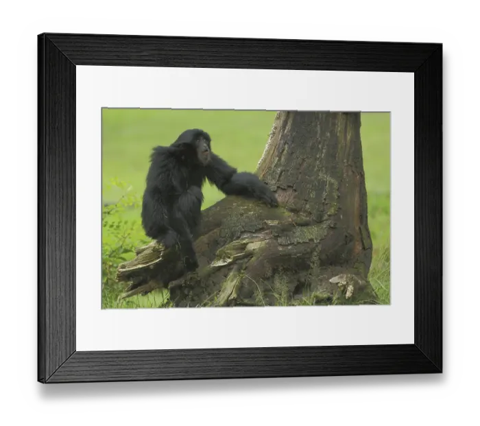 Framed Print : Siamang (Hylobates syndactylus) Framed Print : Siamang (Hylobates syndactylus)