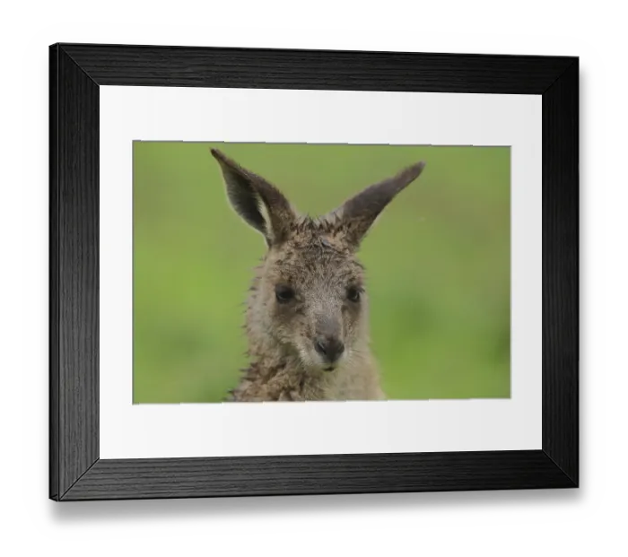 Framed Print : Eastern grey kangaroo (Macropus giganteus)