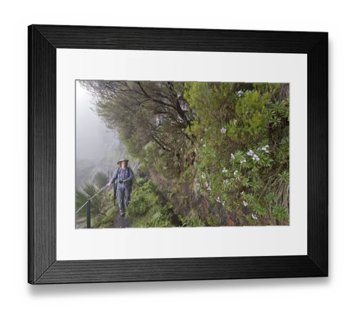 Framed Print : Hiking along Levada da Serra, Madeira