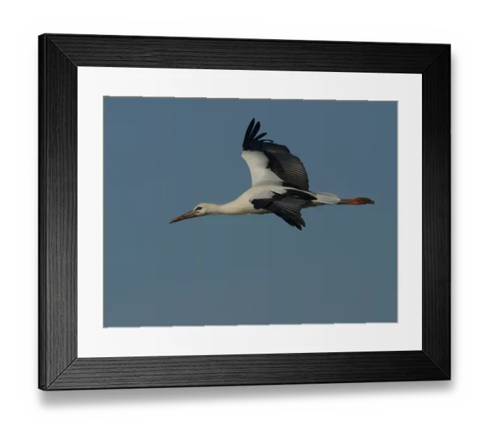 Framed Print : White Stork (Ciconia ciconia), Lesbos