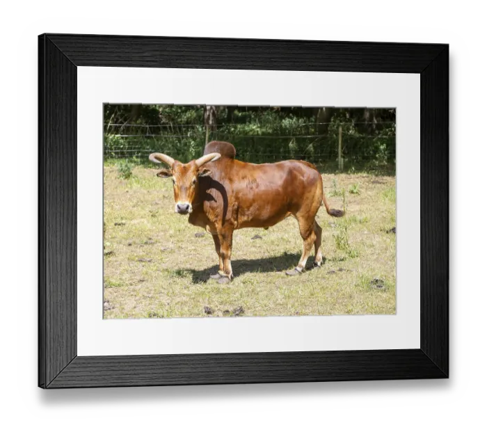 Framed Print : Zebu cattle bullock with horns and hump standing in field
