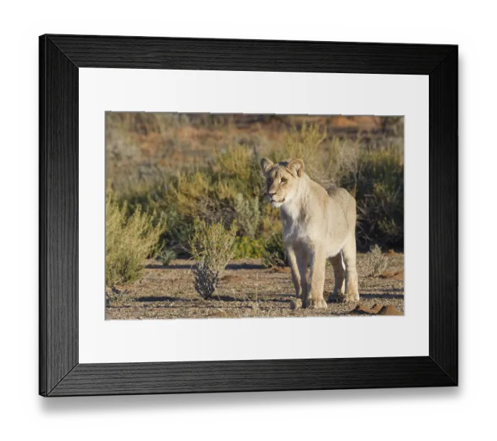 Framed Print : African lion (Panthera leo), young male lion standing alert in the morning light
