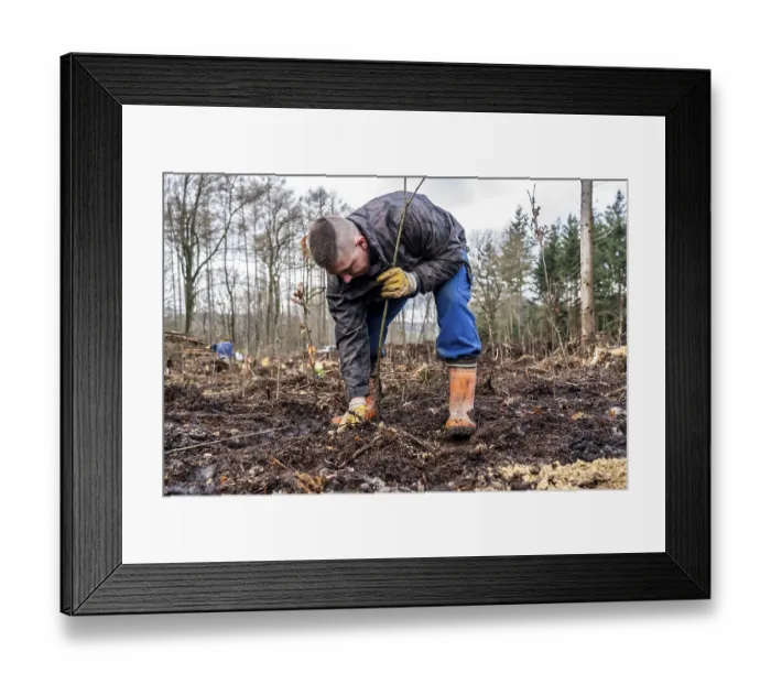 Framed Print : Reforestation in the Arnsberg Forest near Ruethen-Nettelstaedt