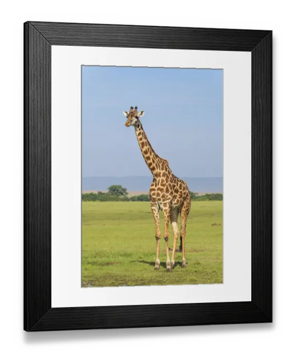 Framed Print : Masai Giraffe (Giraffa camelopardalis)