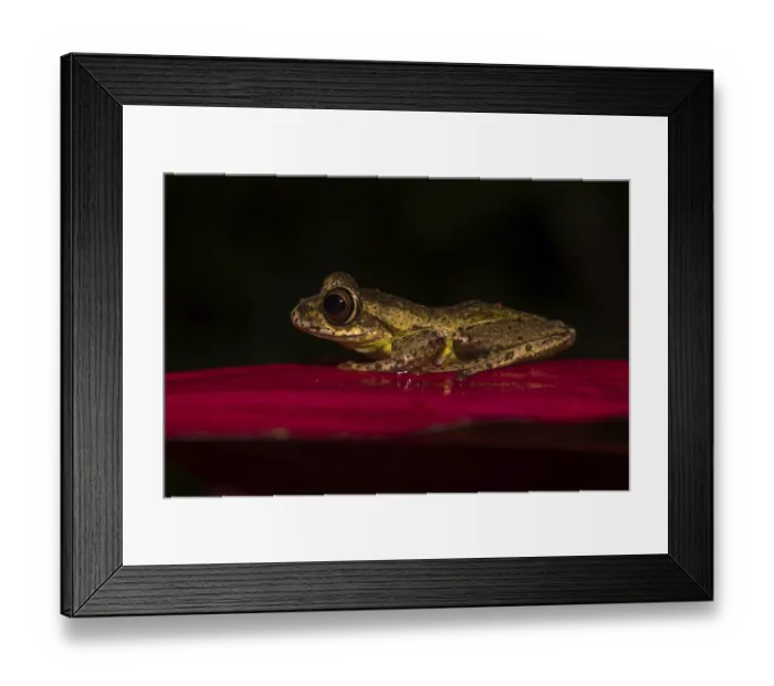 Framed Print : Madagascar frog (Boophis idae) sits on leaf