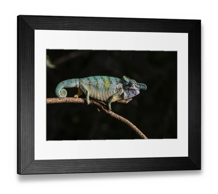 Framed Print : Rhinoceros chameleon (Furcifer rhinoceratus)