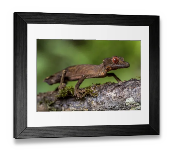 Framed Print : Flat-tailed gecko (Uroplatus fivehy)