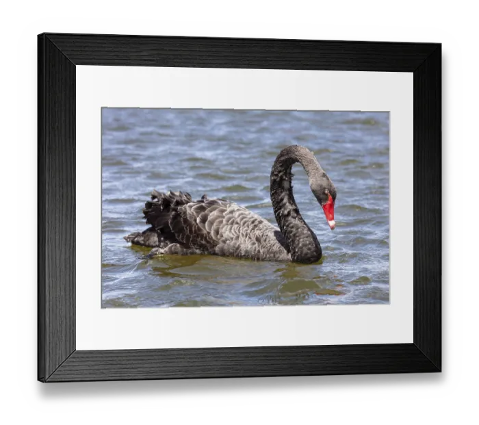 Framed Print : Black Swan (Cygnus atratus), Rotorua