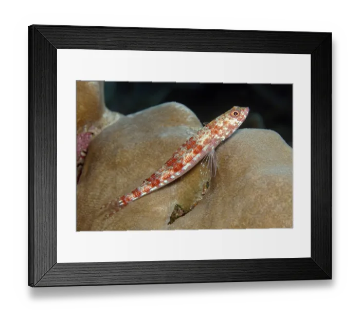 Framed Print : Variegated lizardfish (Synodus variegatus) Framed Print : Variegated lizardfish (Synodus variegatus)