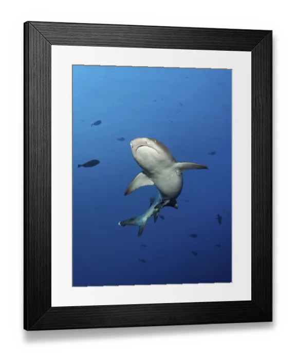 Framed Print : Whitetip reef shark (Triaenodon obesus) swimming in the open sea