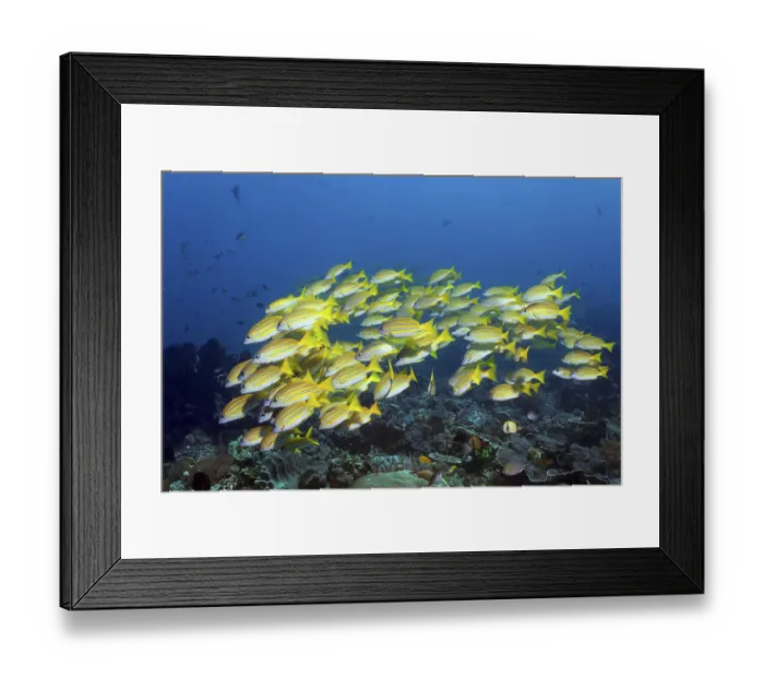 Framed Print : Shoal of bluestripe snapper (Lutjanus kasmira) swimming over coral reef