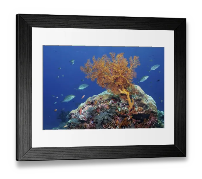 Framed Print : In front coral reef with knotted sea fan (Melithaea ochracea)