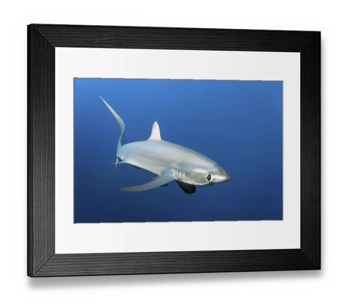Framed Print : Common thresher, thresher, shark