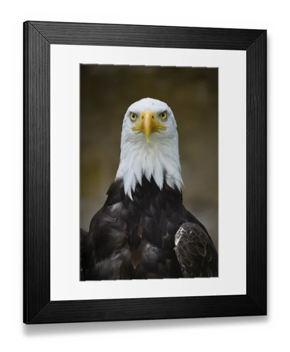 Framed Print : Bald Eagle (Haliaeetus leucocephalus)