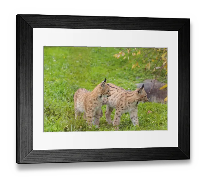Framed Print : Two young Eurasian lynx (Lynx lynx) play in a green meadow