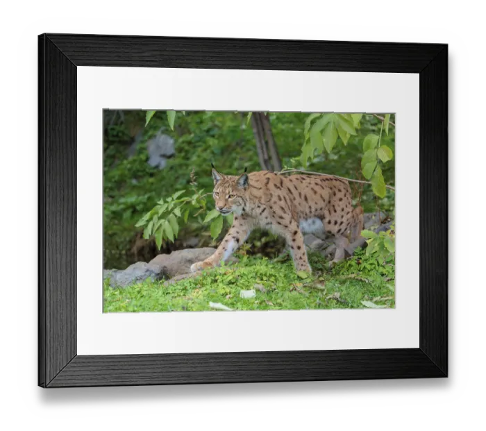 Framed Print : A Eurasian lynx (Lynx lynx) leaves the undergrowth
