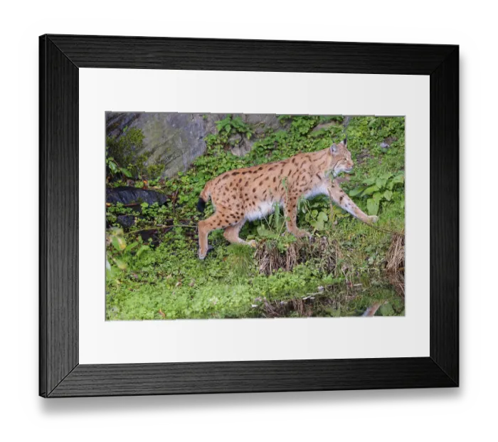 Framed Print : A Eurasian lynx (Lynx lynx) runs across a green meadow between a pond and a rock face