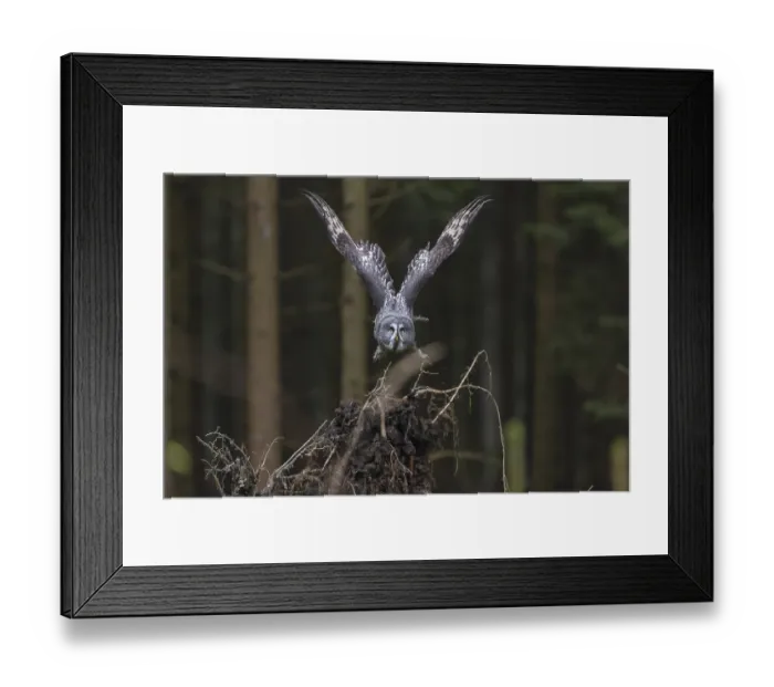 Framed Print : One great grey owl (Strix nebulosa) flying through a spruce forest