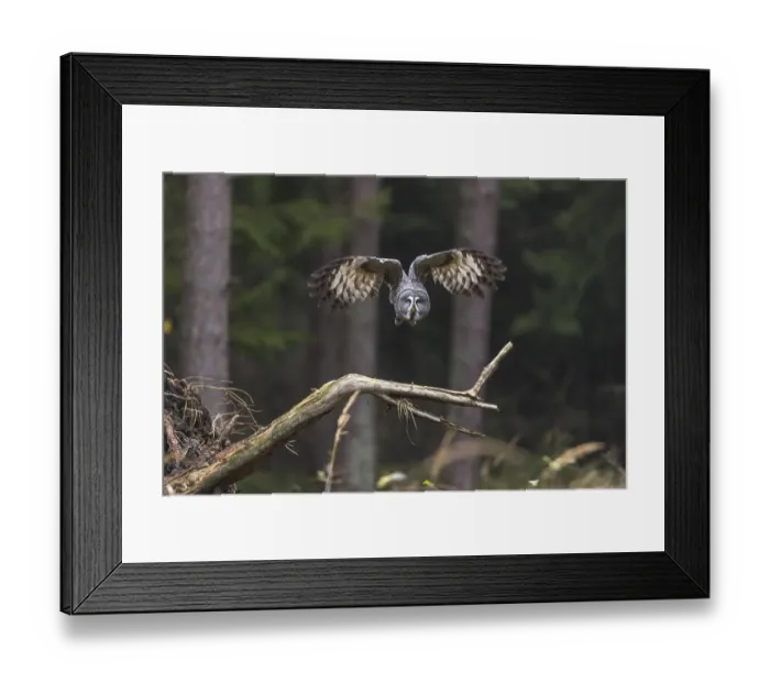 Framed Print : One great grey owl (Strix nebulosa) flying through a spruce forest