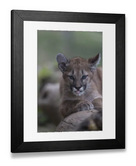 Framed Print : One cougar kitten, Puma concolor Framed Print : One cougar kitten, Puma concolor