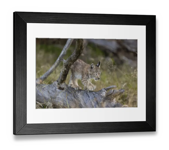 Framed Print : One young (10 weeks old) male Eurasian lynx