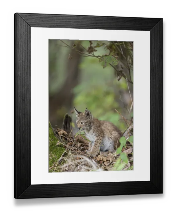 Framed Print : One young (10 weeks old) male Eurasian lynx