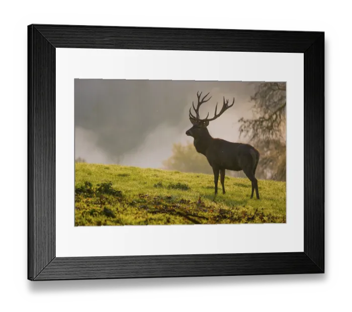 Framed Print : A red deer stag (Cervus elaphus) stands backlit on a meadow