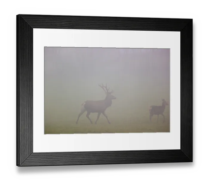 Framed Print : A red deer stag (Cervus elaphus) and a hind run across a meadow at dawn in dense fog