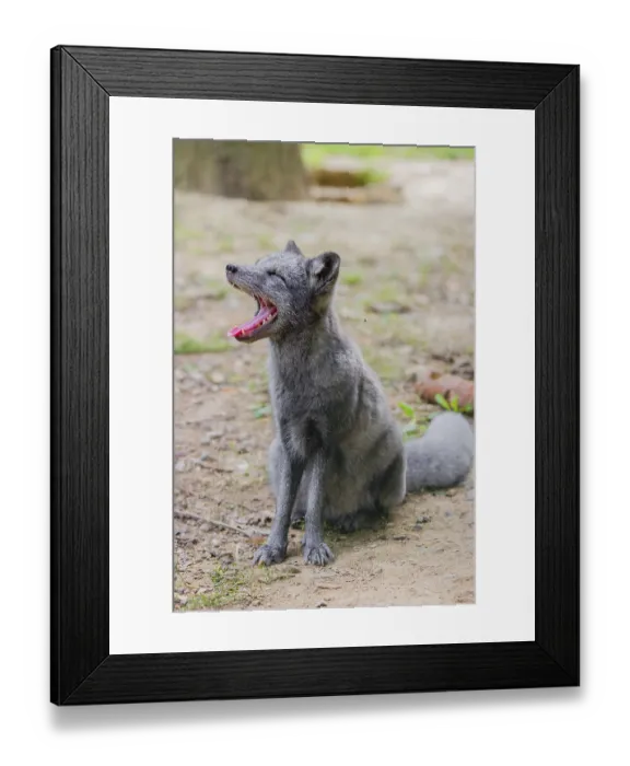 Framed Print : Portrait of a young arctic fox (Vulpes lagopus)
