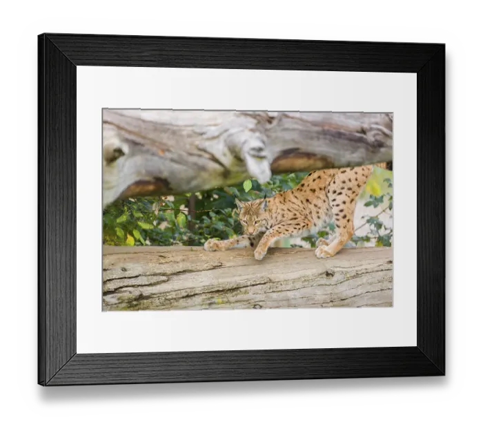 Framed Print : A Eurasian lynx (Lynx lynx) sharpens his claws on a dead tree lying on the ground Framed Print : A Eurasian lynx (Lynx lynx) sharpens his claws on a dead tree lying on the ground
