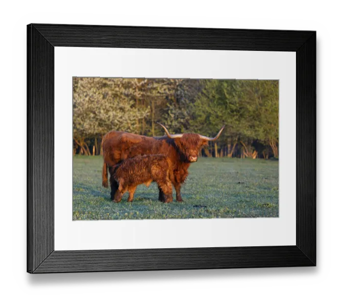 Framed Print : A highland cow (Bos primigenius taurus) suckles her calf Framed Print : A highland cow (Bos primigenius taurus) suckles her calf