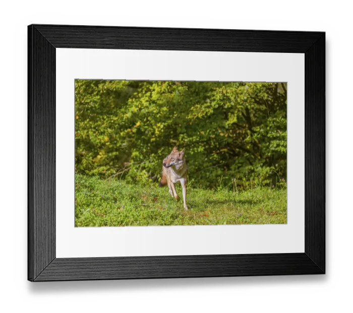 Framed Print : A eurasian gray wolf (Canis lupus lupus) stands on a meadow on a hill