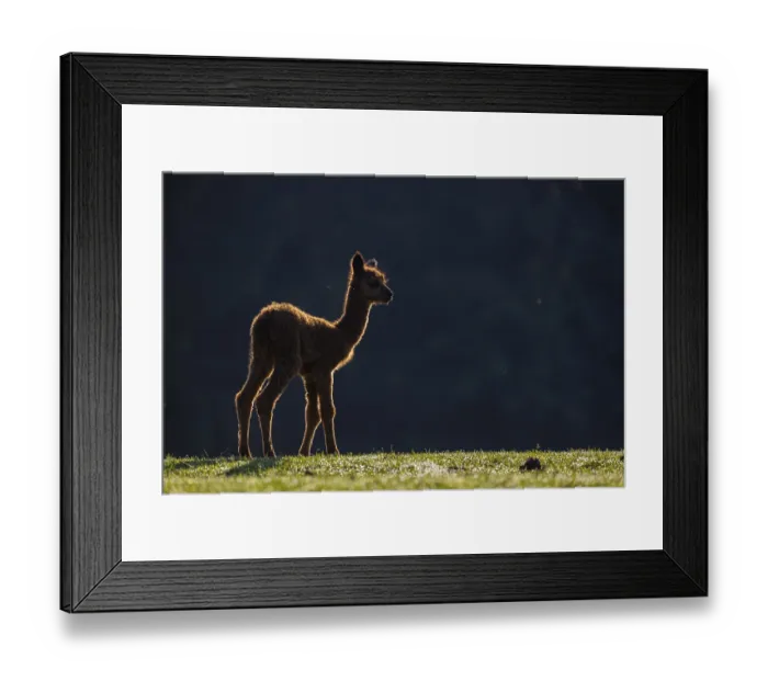 Framed Print : A newborn brown baby Alpaca (Vicugna pacos) standing against a dark background in backlit condition