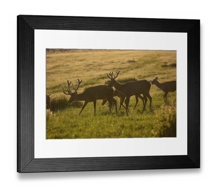 Framed Print : Two male Altai maral