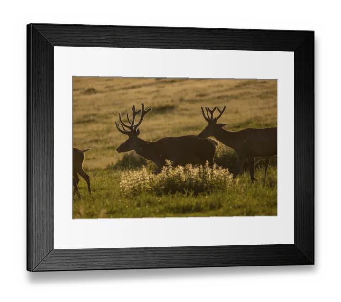Framed Print : Two male Altai maral Framed Print : Two male Altai maral
