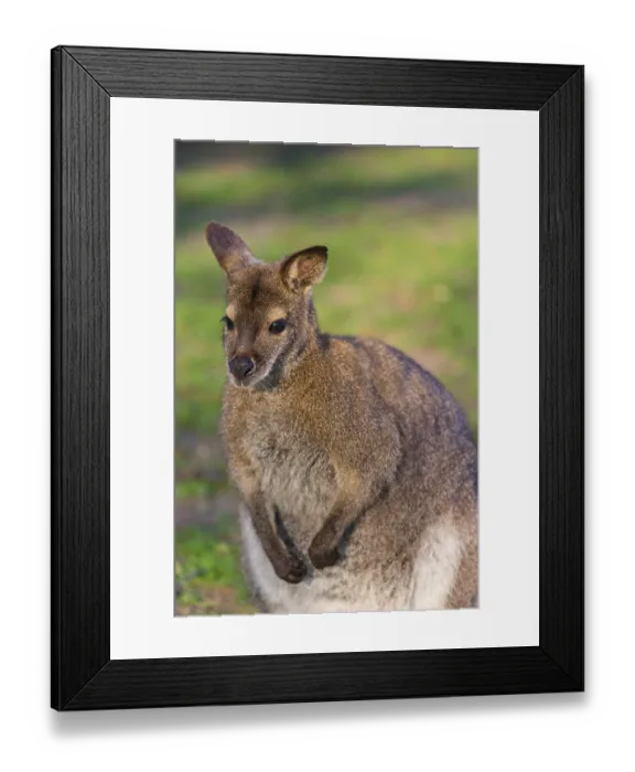 Framed Print : Red-necked wallaby or Bennett's wallaby (Macropus rufogriseus) with cub in her pouch Framed Print : Red-necked wallaby or Bennett's wallaby (Macropus rufogriseus) with cub in her pouch