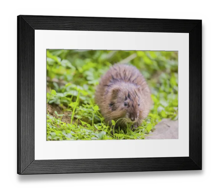 Framed Print : A young muskrat (Ondatra zibethicus) sits in a meadow