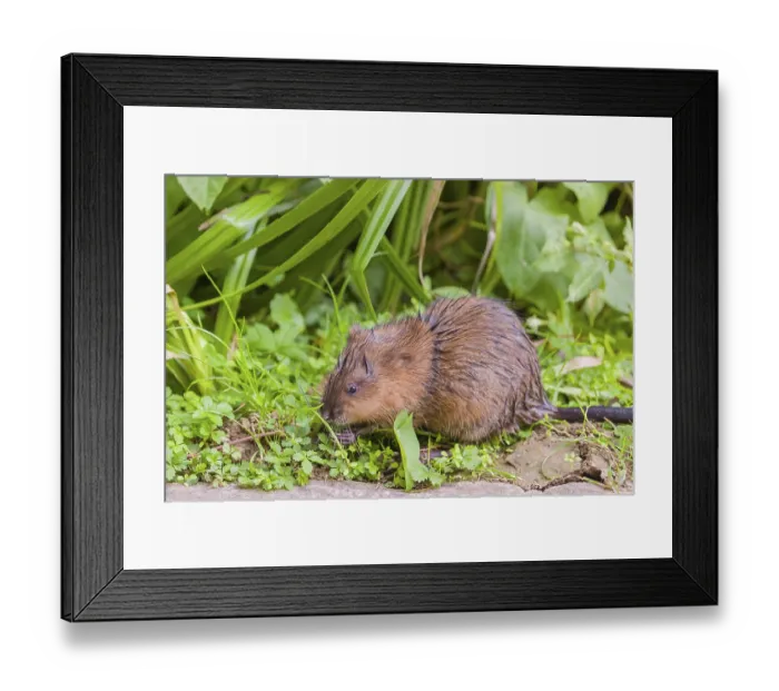 Framed Print : A young muskrat (Ondatra zibethicus) sits in a meadow Framed Print : A young muskrat (Ondatra zibethicus) sits in a meadow