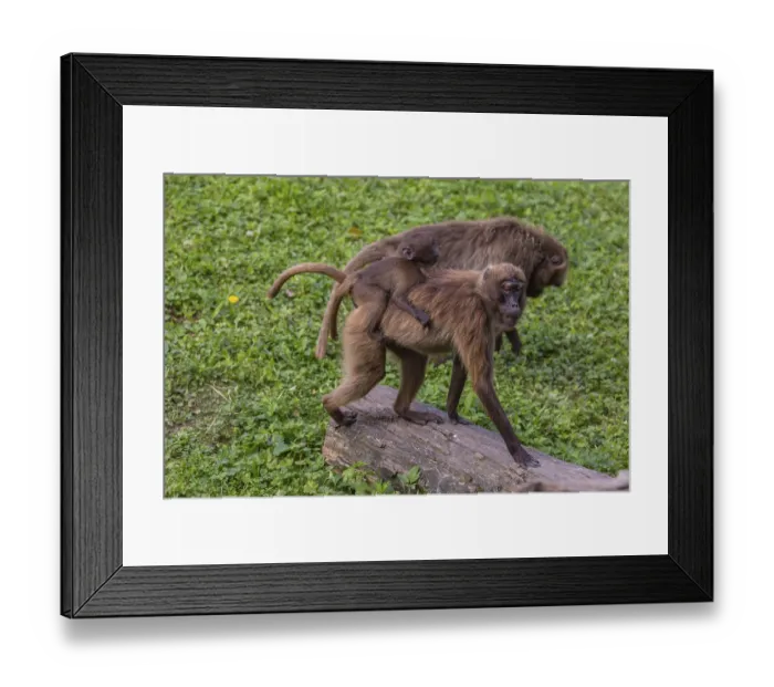Framed Print : One female with one baby Gelada (Theropithecus gelada)