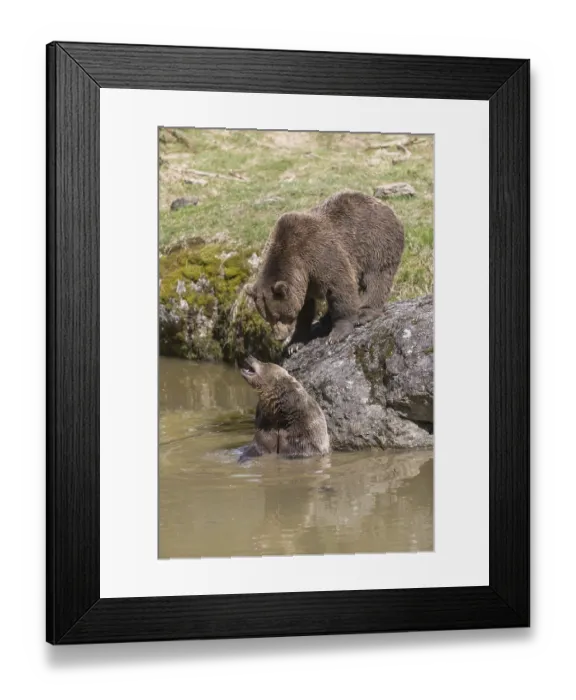 Framed Print : Two adult eurasian brown bears (Ursus arctos arctos)