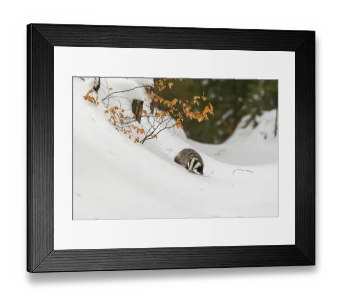 Framed Print : One young European badger (Meles meles) walking through a ravine in deep snow Framed Print : One young European badger (Meles meles) walking through a ravine in deep snow