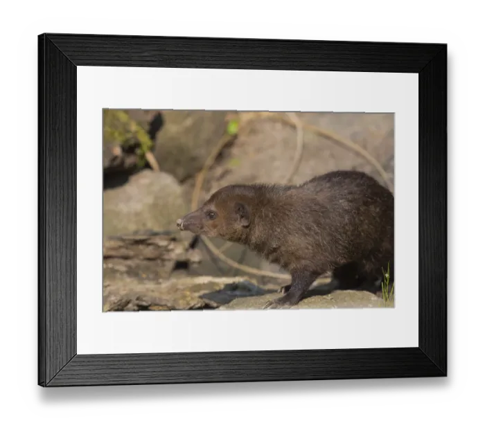 Framed Print : One common kusimanse (Crossarchus obscurus) Framed Print : One common kusimanse (Crossarchus obscurus)