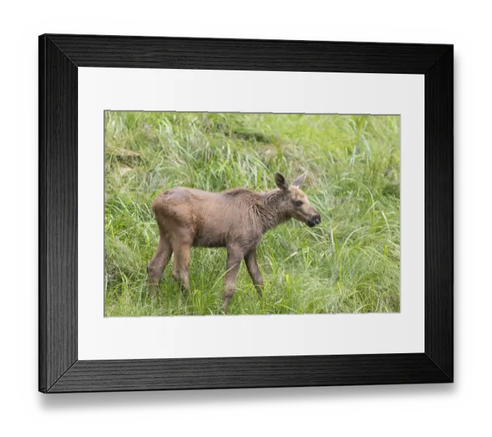 Framed Print : Moose (Alces alces) calf standing on a wet meadow Framed Print : Moose (Alces alces) calf standing on a wet meadow