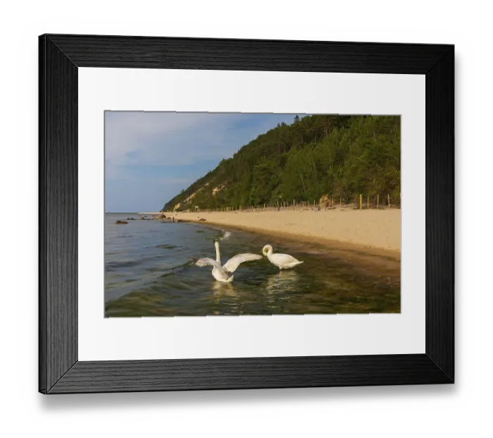 Framed Print : Two mute swans (Cygnus Olof)at a beach of the baltic sea