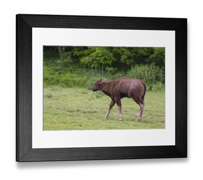 Framed Print : A female Gaur calf (Bos gaurus gaurus) stands on a green meadow