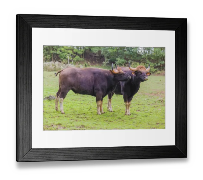 Framed Print : Two Gaur (Bos gaurus gaurus) stand on a green meadow