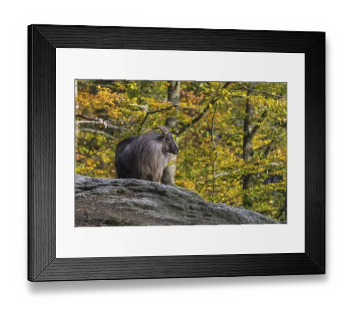 Framed Print : One male Himalayan Tahr (Hemitragus jemlahicus) standing on rocks in a forest