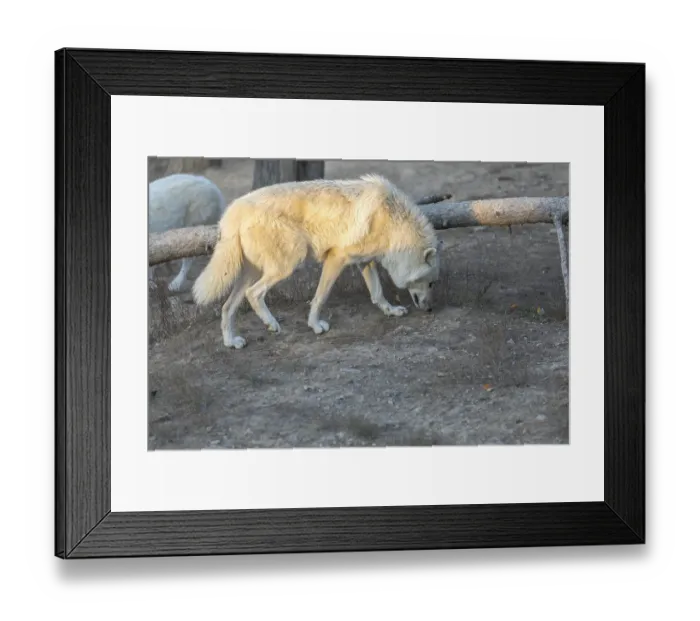 Framed Print : One Hudson Bay wolf (Canis lupus hudsonicus) walking over a dry forest floor