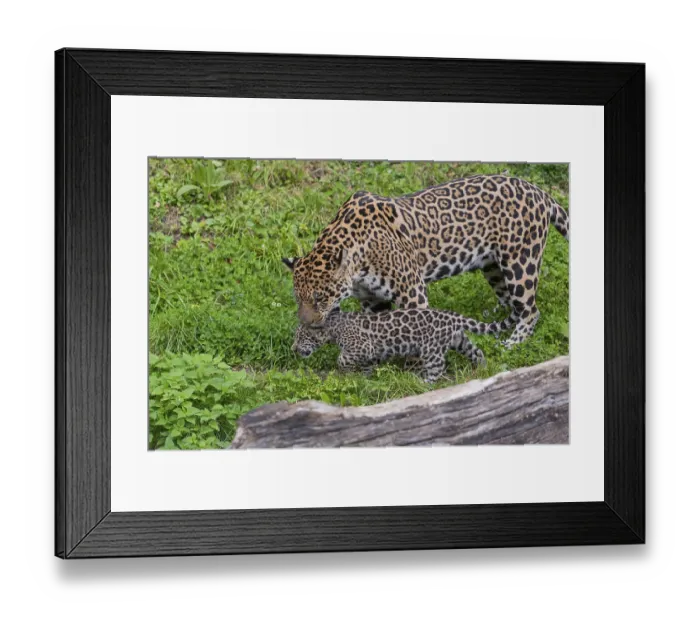 Framed Print : One male jaguar baby (Panthera onca) Framed Print : One male jaguar baby (Panthera onca)